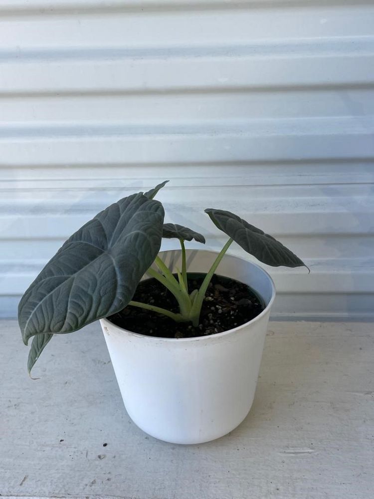 alocasia-elephant-ear