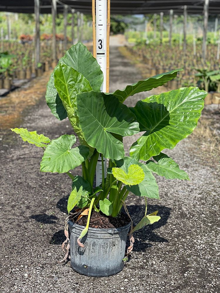 alocasia-elephant-ear