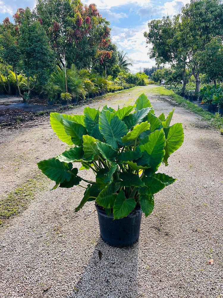 alocasia-elephant-ear