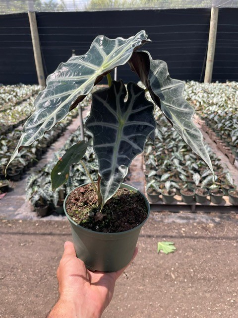 alocasia-elephant-ear