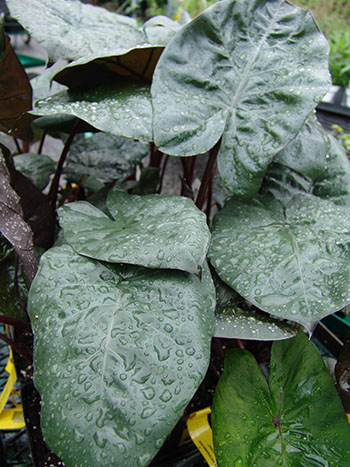 alocasia-elephant-ear