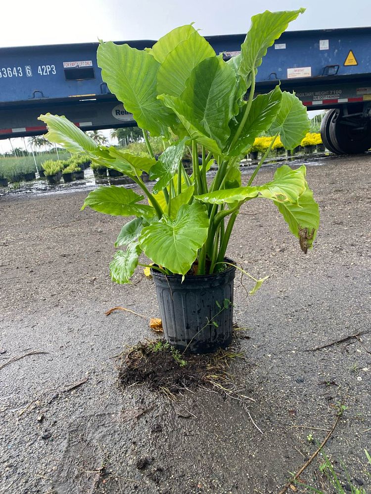 alocasia-elephant-ear
