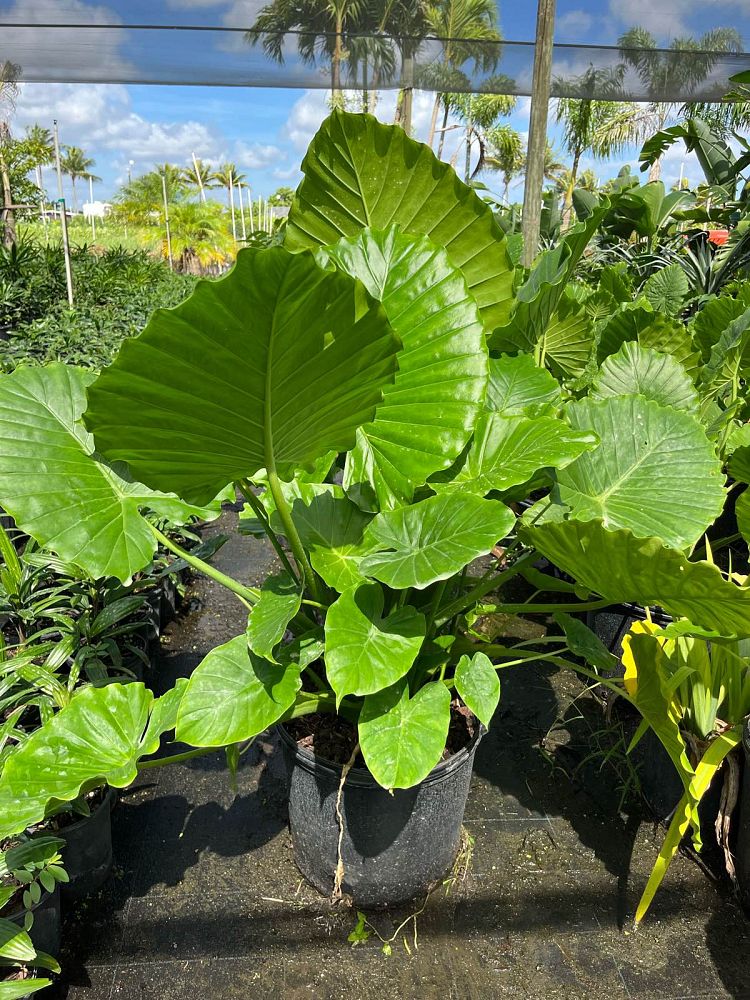 alocasia-elephant-ear
