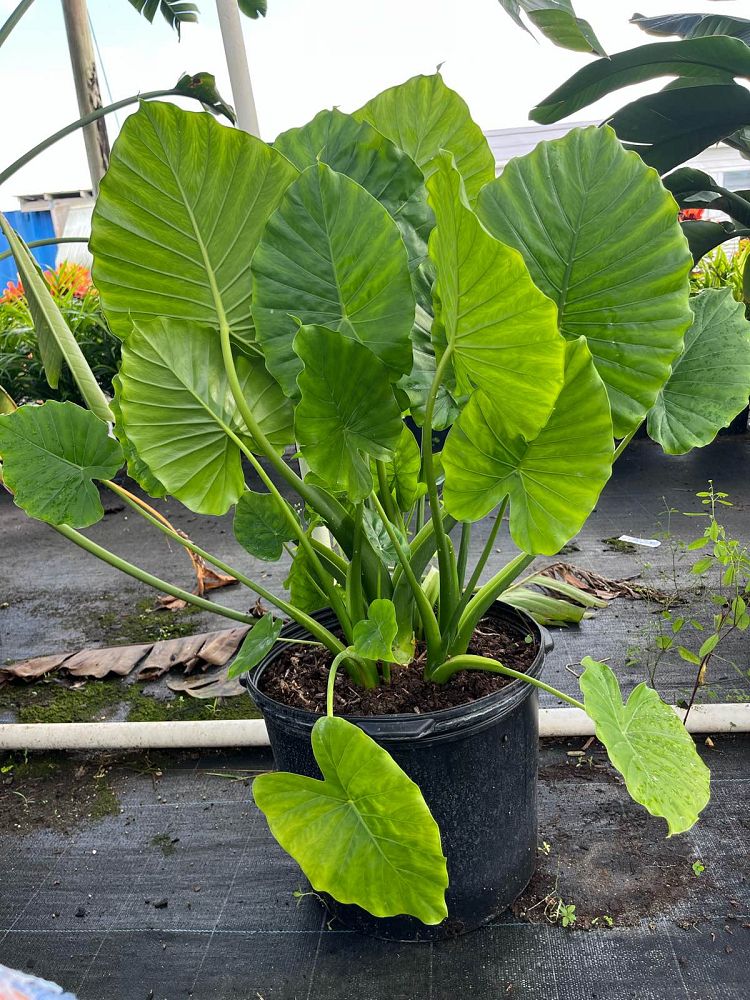 alocasia-elephant-ear