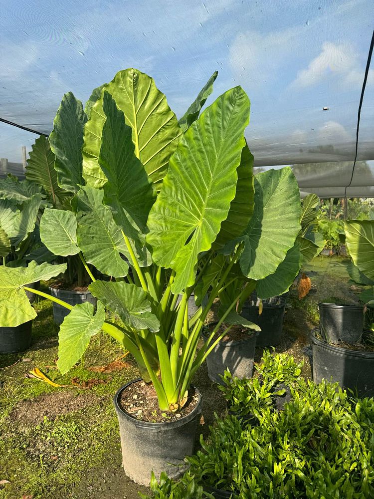 alocasia-elephant-ear