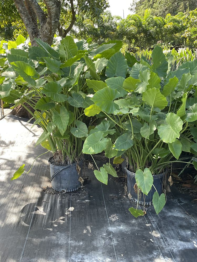 alocasia-elephant-ear