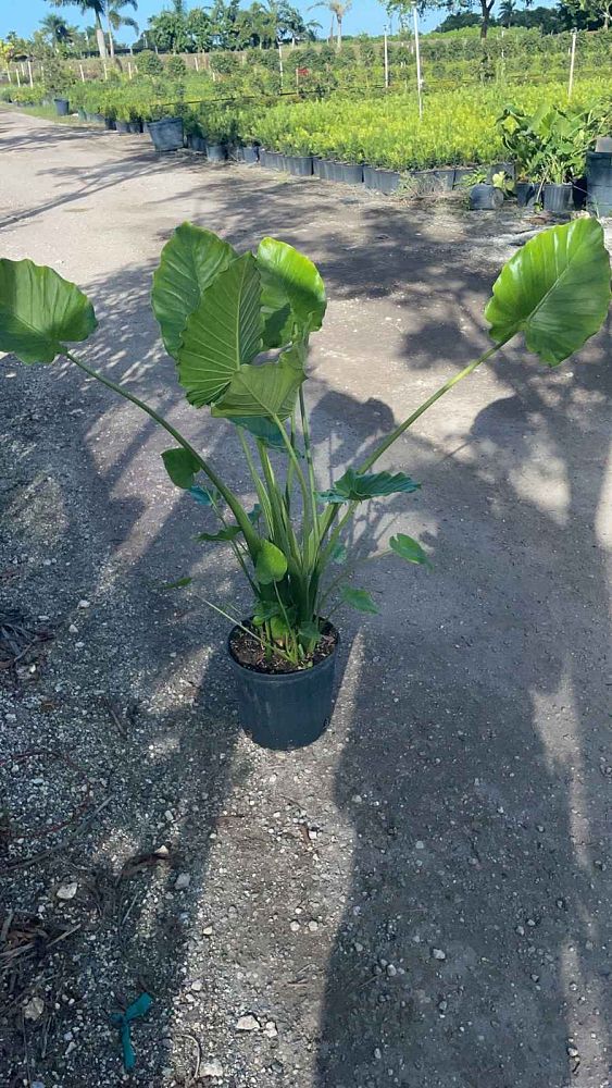 alocasia-elephant-ear