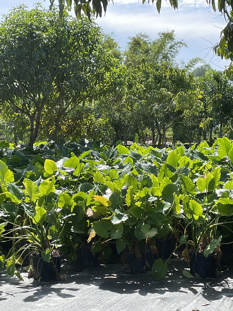 alocasia-elephant-ear