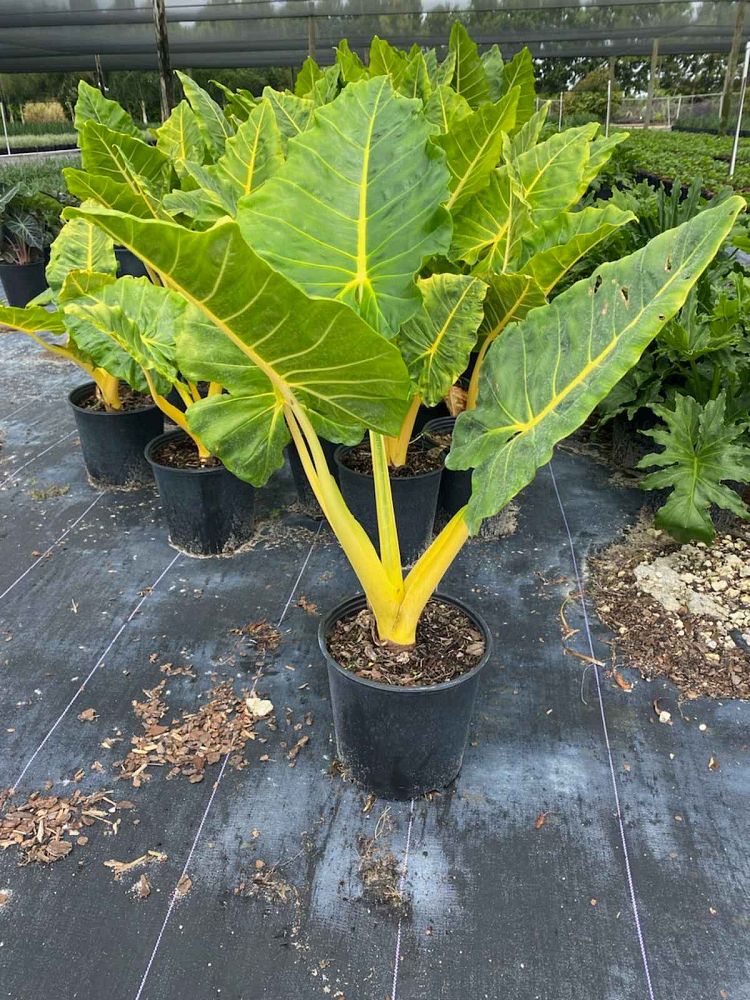 alocasia-elephant-ear