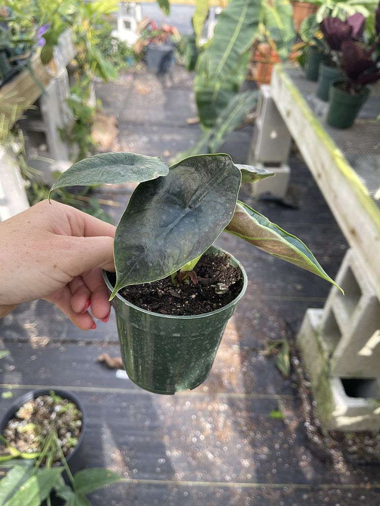 alocasia-elephant-ear