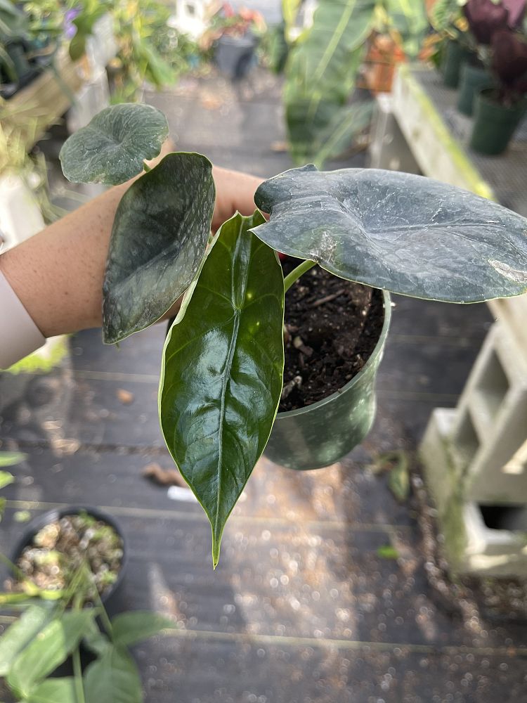 alocasia-elephant-ear