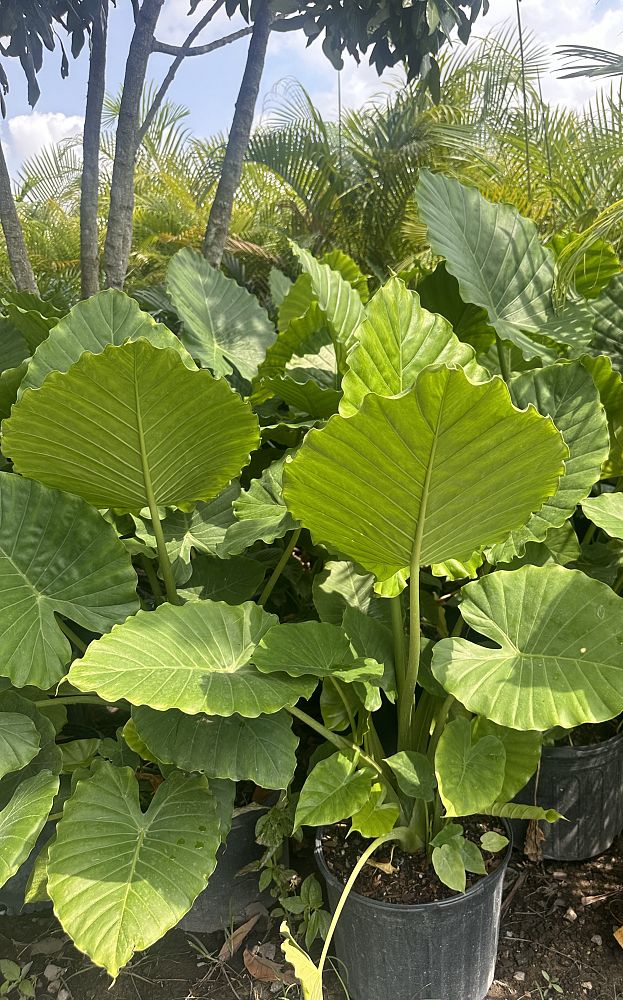 alocasia-elephant-ear