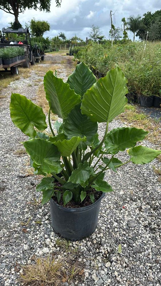 alocasia-elephant-ear