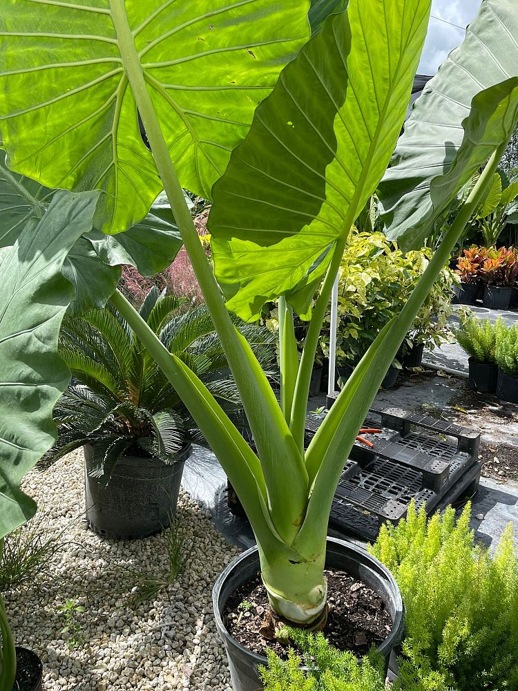 alocasia-elephant-ear