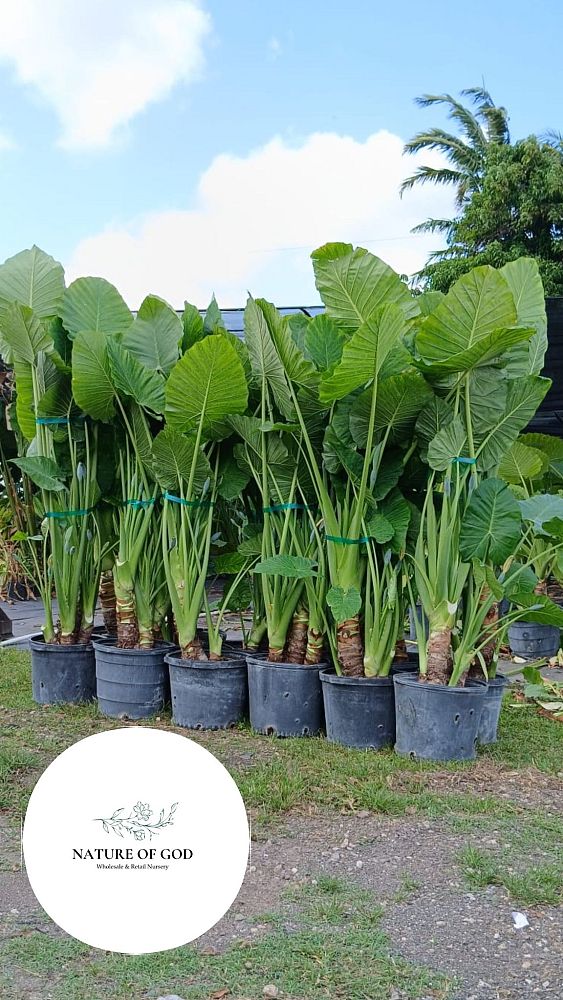 alocasia-elephant-ear