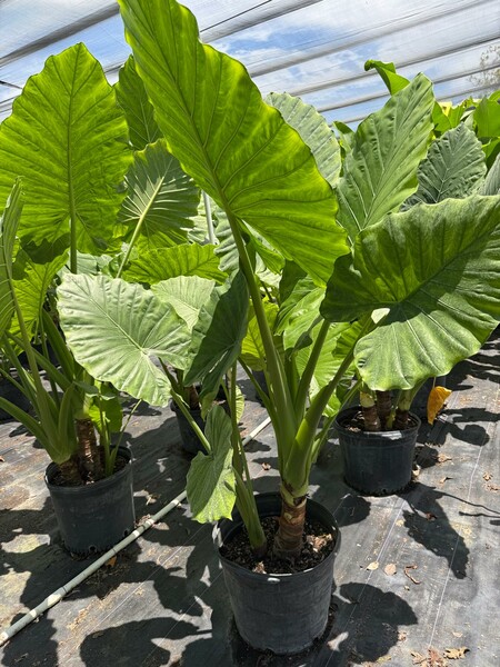 alocasia-elephant-ear