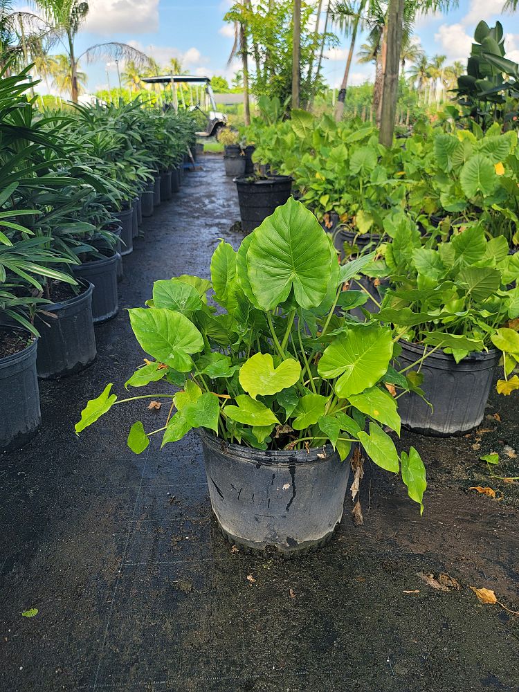 alocasia-elephant-ear