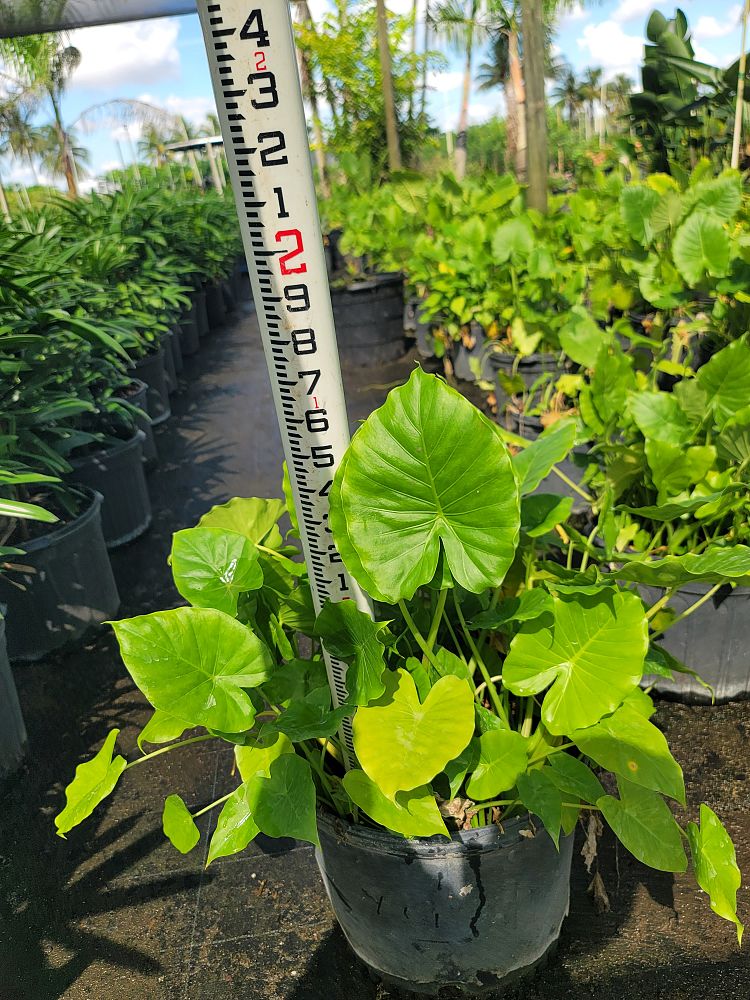 alocasia-elephant-ear