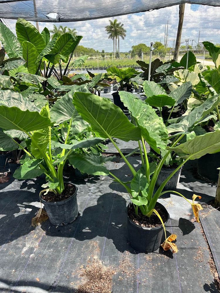alocasia-elephant-ear