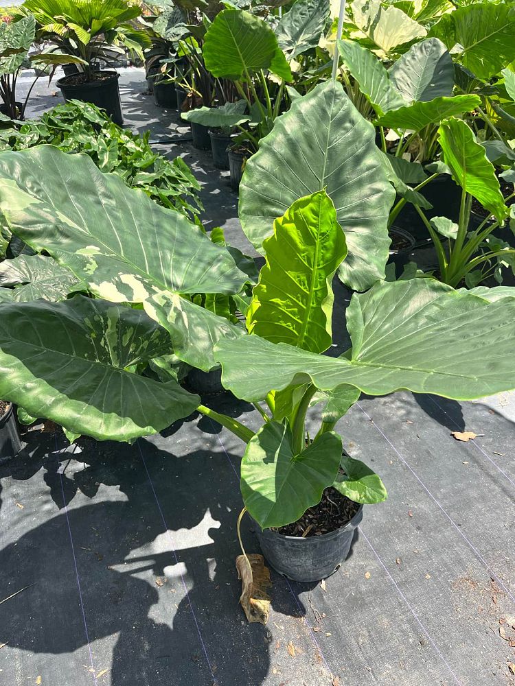 alocasia-elephant-ear