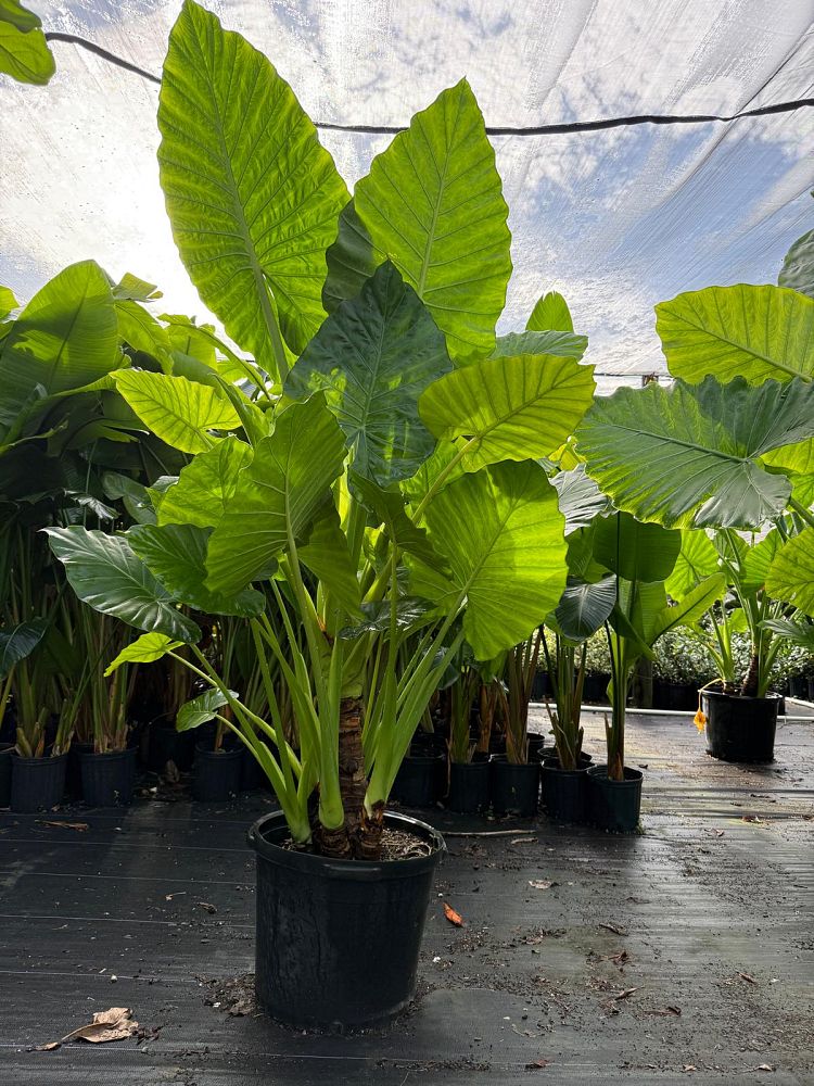 alocasia-elephant-ear