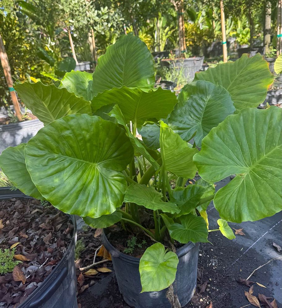 alocasia-elephant-ear