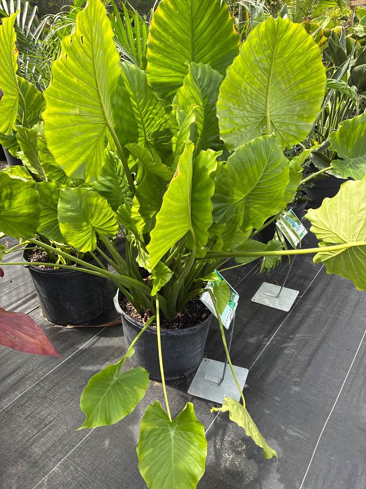 alocasia-elephant-ear