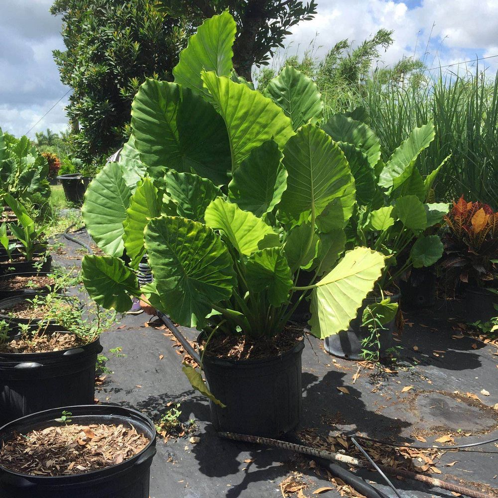 alocasia-elephant-ear