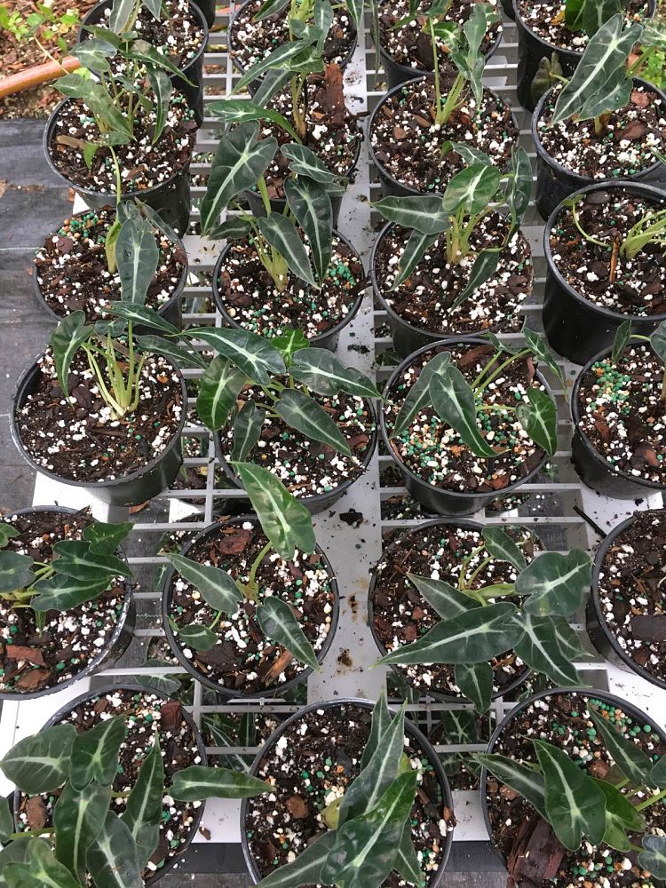 alocasia-fairy-elephant-ear