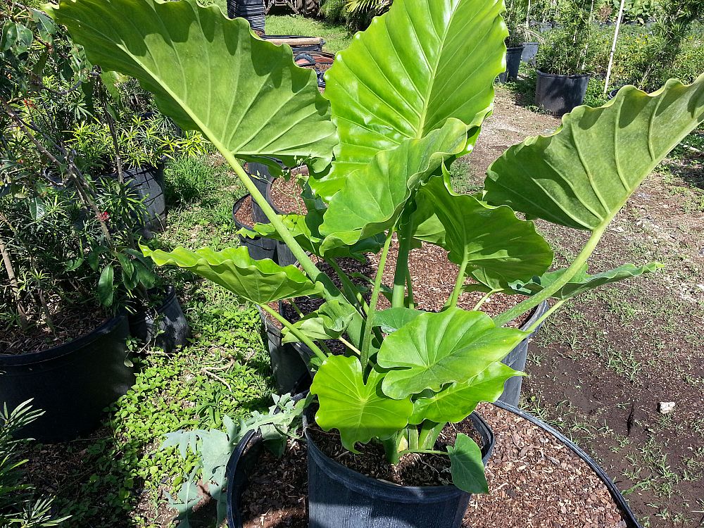 alocasia-gageana-california-elephant-ear