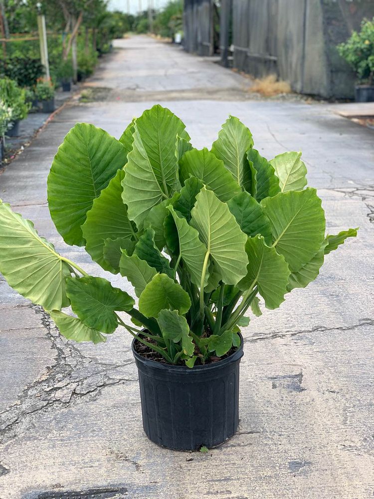 alocasia-gageana-california-elephant-ear