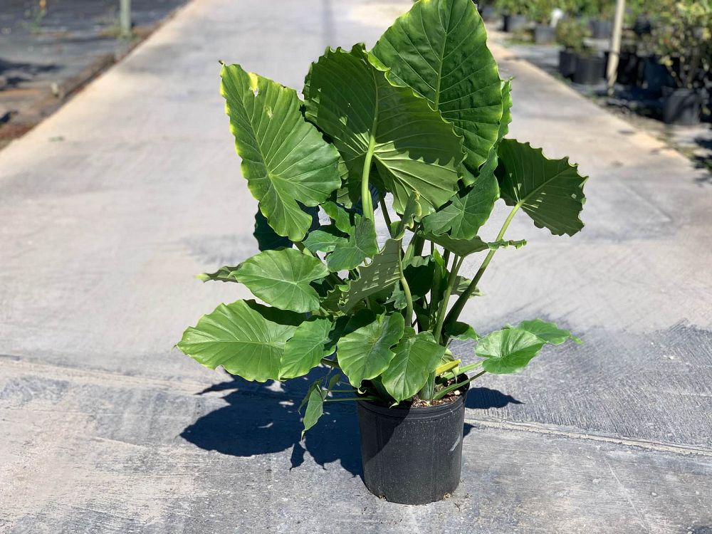 alocasia-gageana-california-elephant-ear