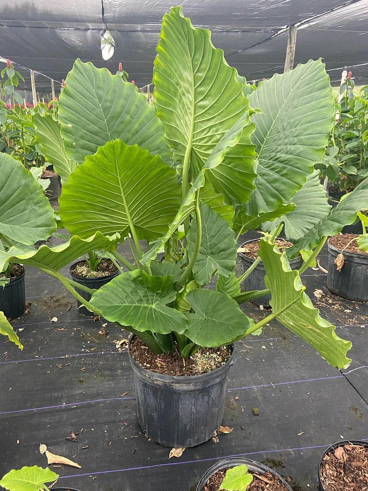 alocasia-gageana-california-elephant-ear