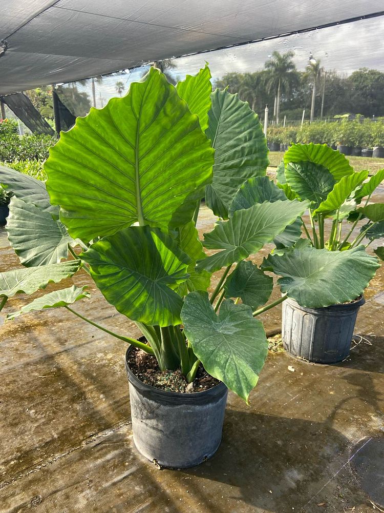 alocasia-gageana-california-elephant-ear