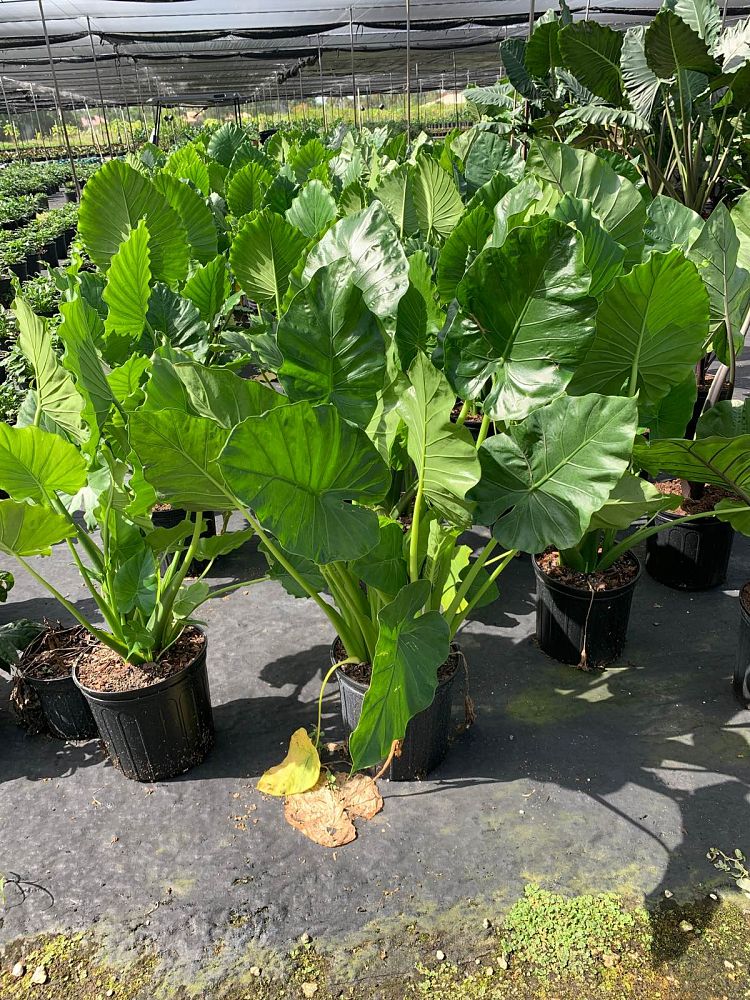 alocasia-gageana-california-elephant-ear