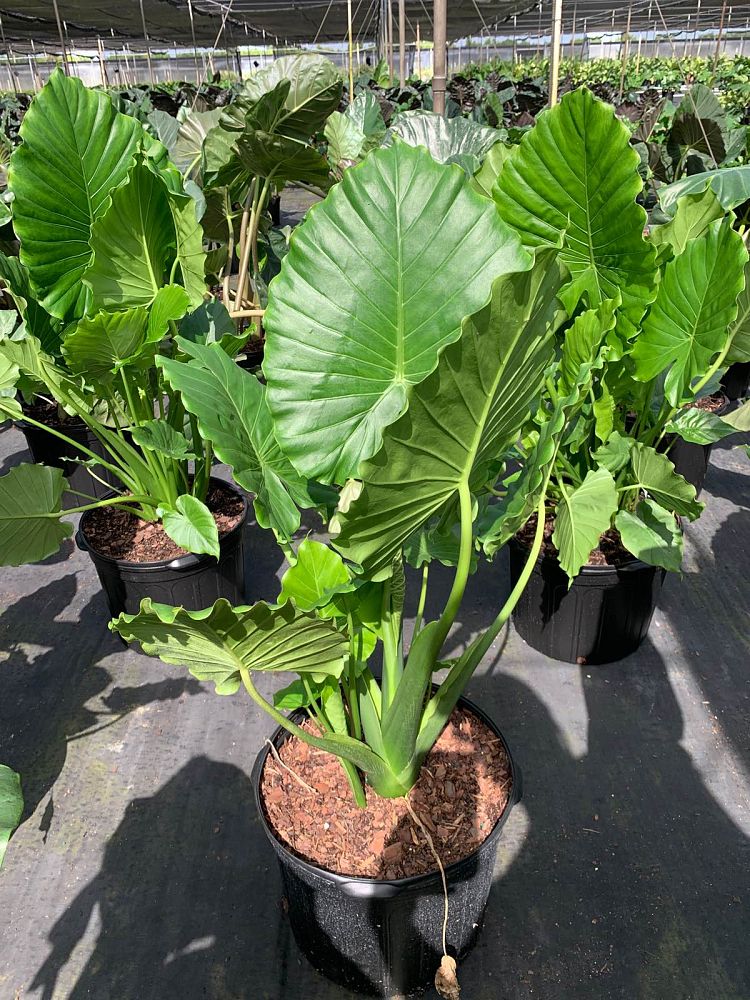 alocasia-gageana-california-elephant-ear
