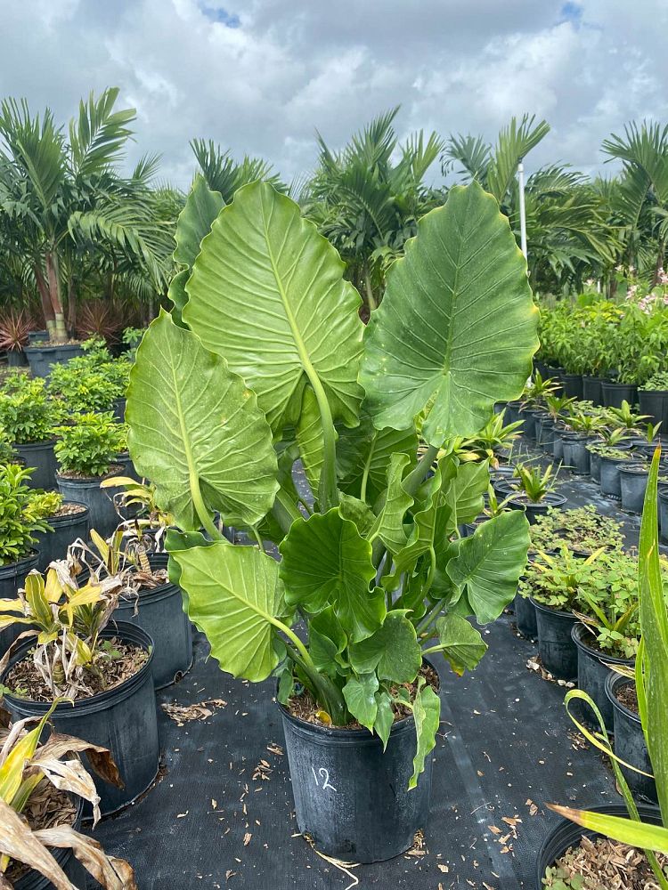 alocasia-gageana-california-elephant-ear