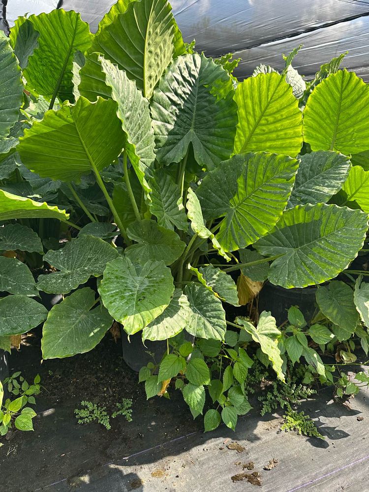 alocasia-gageana-california-elephant-ear