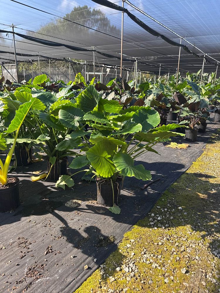 alocasia-gageana-california-elephant-ear
