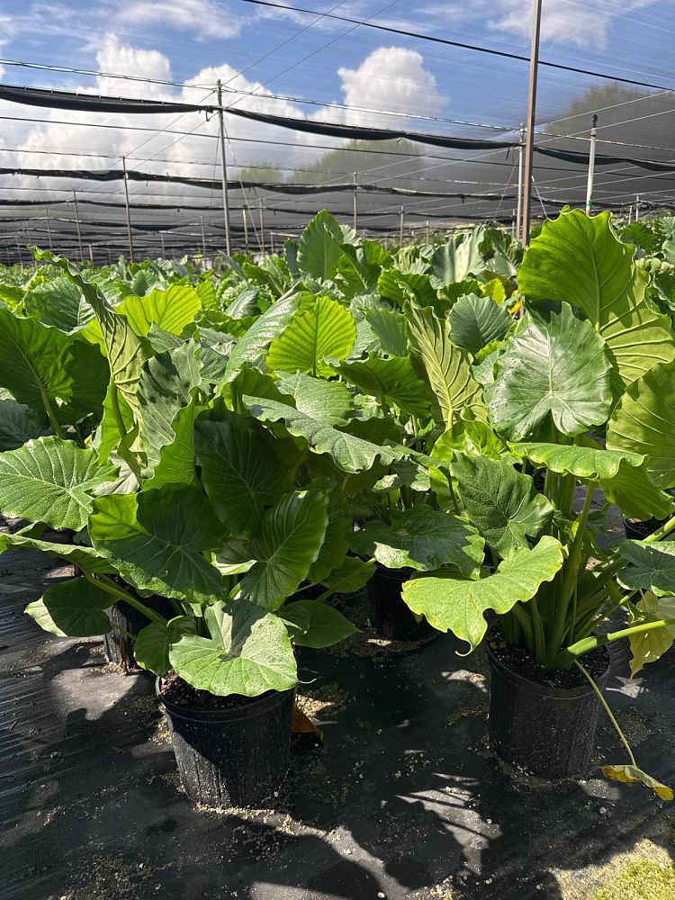 alocasia-gageana-california-elephant-ear