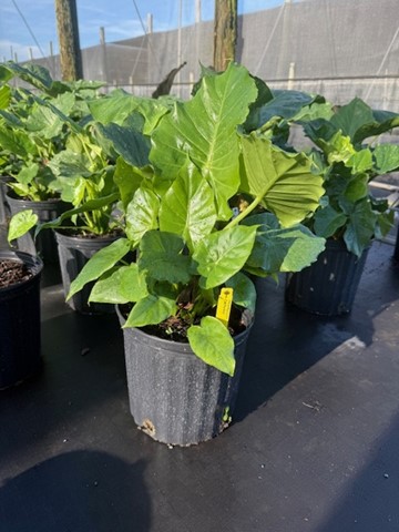 alocasia-gageana-california-elephant-ear