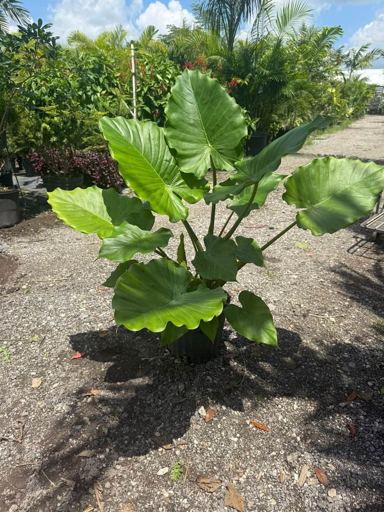 alocasia-gageana-california-elephant-ear