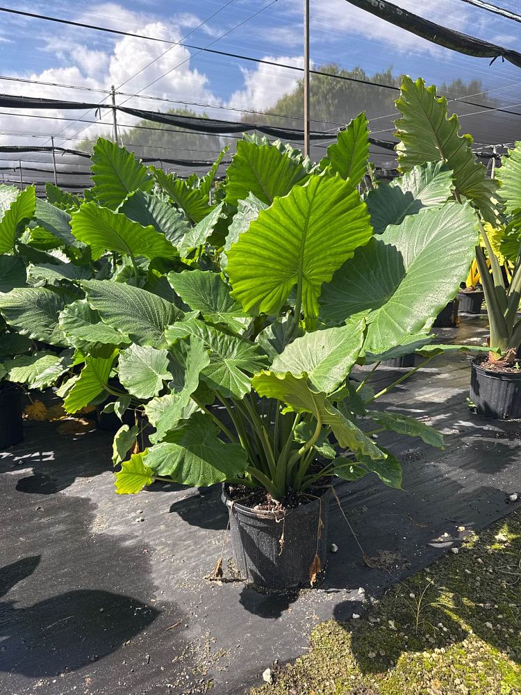 alocasia-gageana-california-elephant-ear