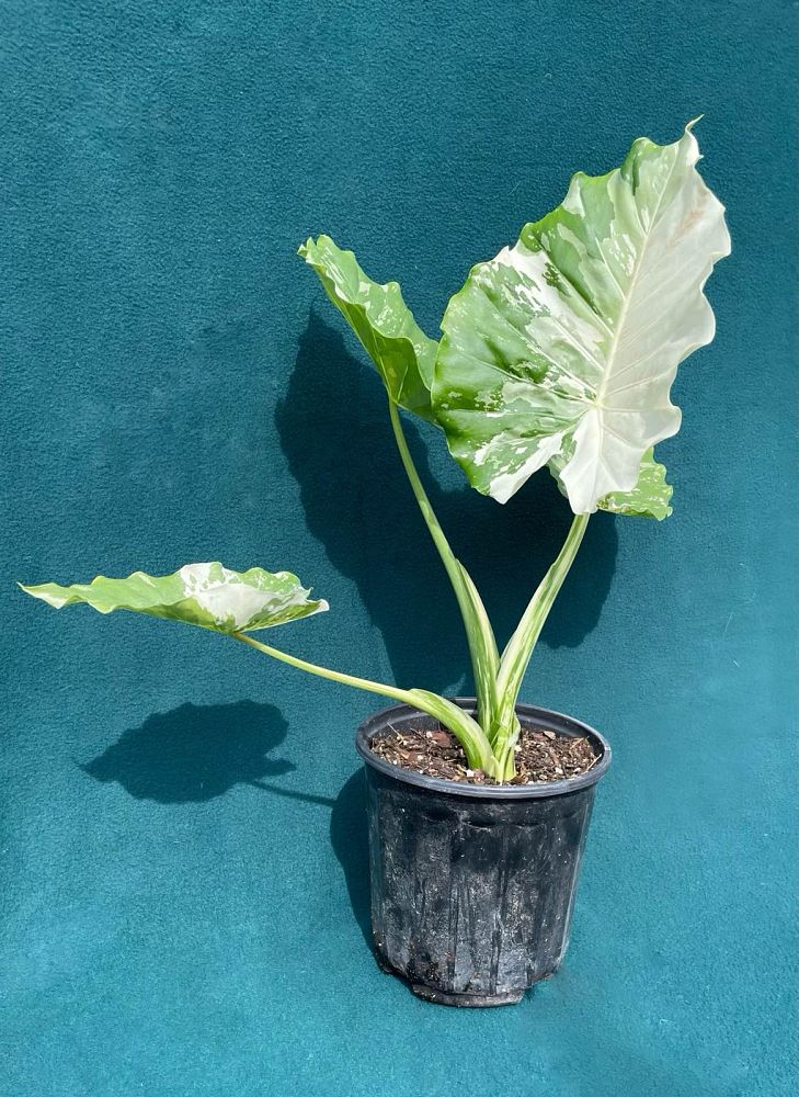 alocasia-gageana-california-variegata-elephant-ear