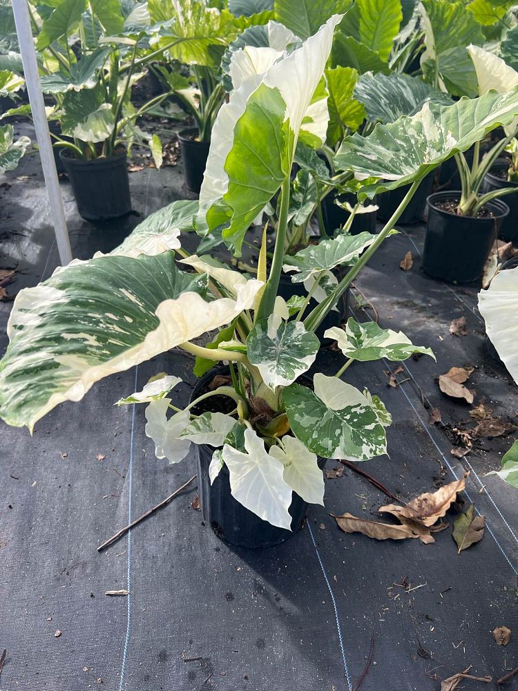 alocasia-gageana-california-variegata-elephant-ear