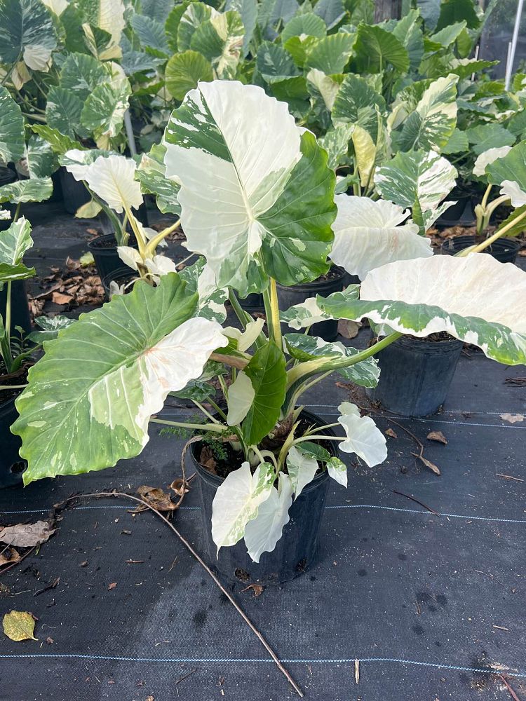 alocasia-gageana-california-variegata-elephant-ear