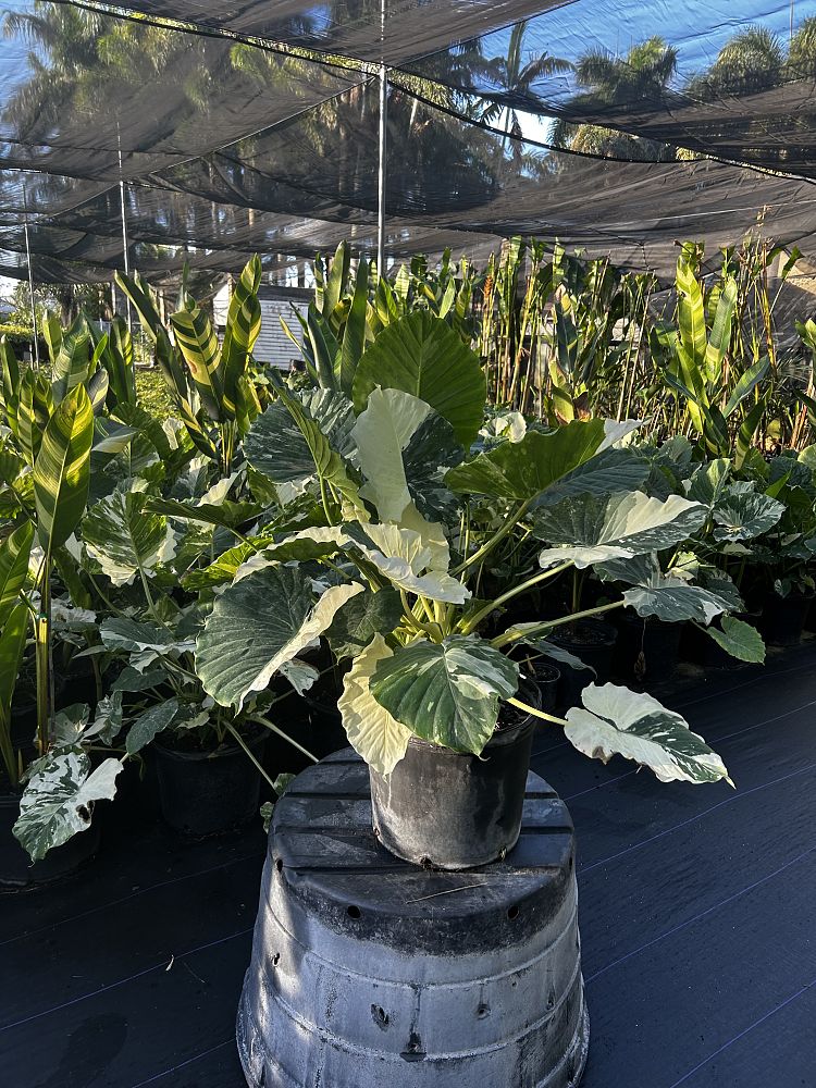 alocasia-gageana-california-variegata-elephant-ear