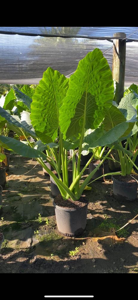 alocasia-gigantea-elephant-ear-giant-alocasia