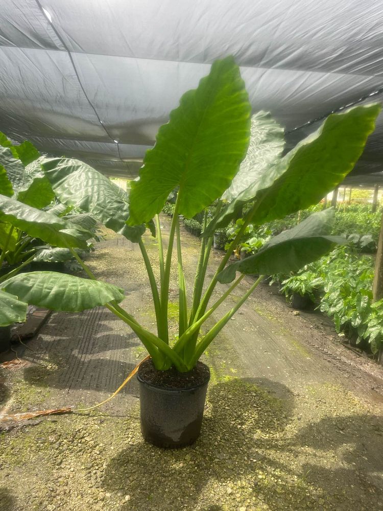 alocasia-gigantea-elephant-ear-giant-alocasia