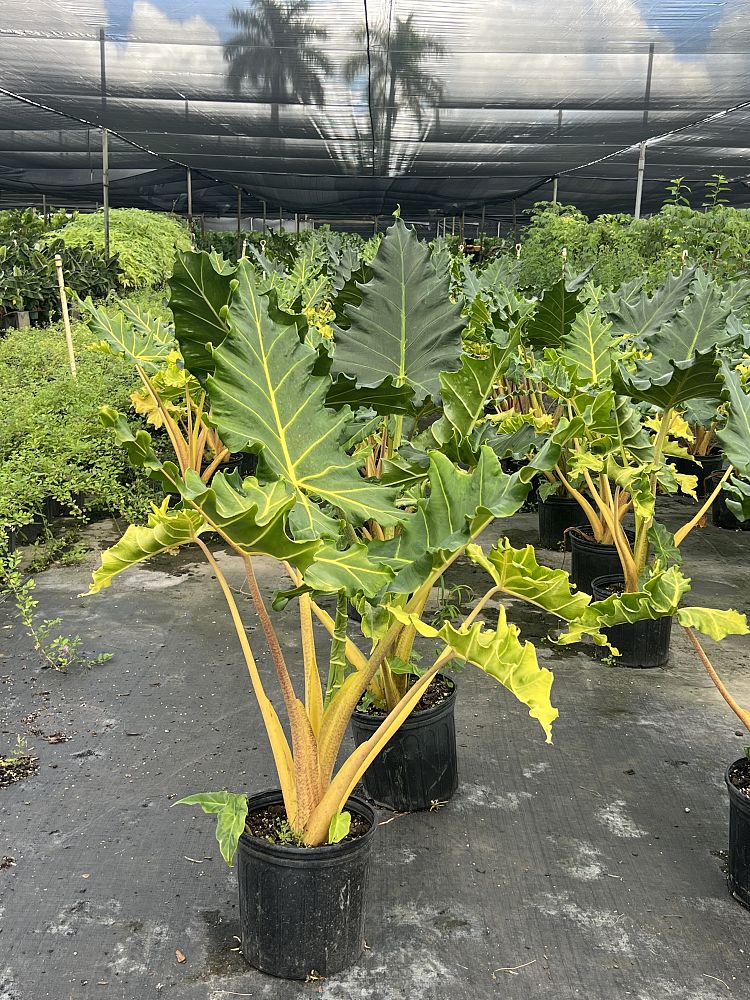 alocasia-golden-dragon-elephant-ear